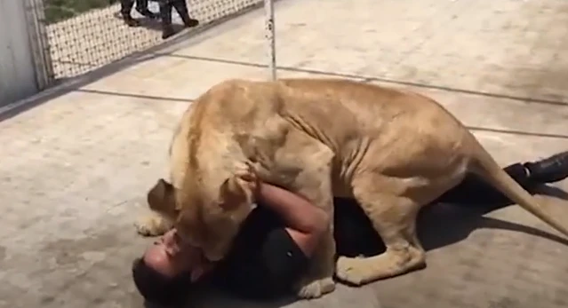 Video: Sư tử "mừng rỡ" lao tới người chủ cũ khi gặp lại