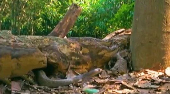 Video: Rắn hổ mang không ngờ bị kỳ đà tung cú trời giáng vào mặt