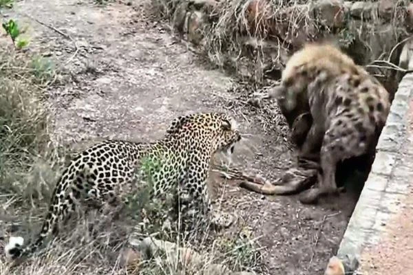 Video: Màn tranh giành con mồi cực gắt giữa báo hoa mai và linh cẩu