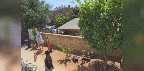 Gau dot nhap vao nha, co gai lao ra lam 1 viec khien con vat hoang hot-Hinh-4