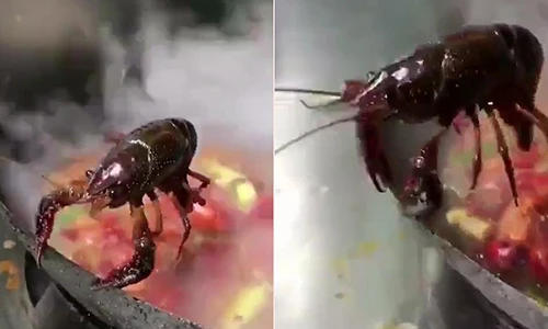 Video: Tôm kiên cường bám vào thành nồi để không bị nấu chín