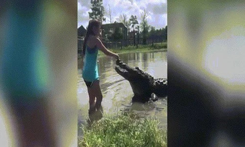 Video: Kinh ngạc cảnh cô gái tay không cho cá sấu khổng lồ ăn