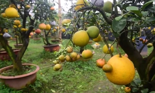 Video: Thăm vườn hơn 10 loại quả trên một cây ở Hà Nội