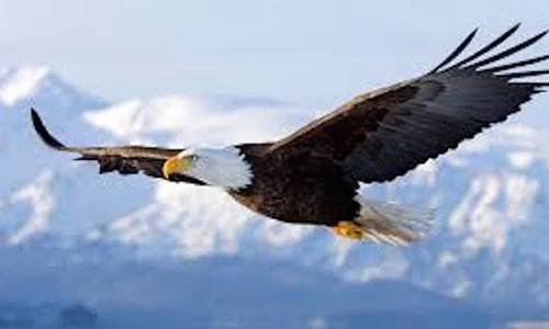 Video: Xem đại bàng tấn công và phá hủy UAV