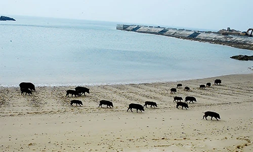 Ở hòn đảo đầy lợn bơi giỏi, thong dong ngắm bình minh trên biển