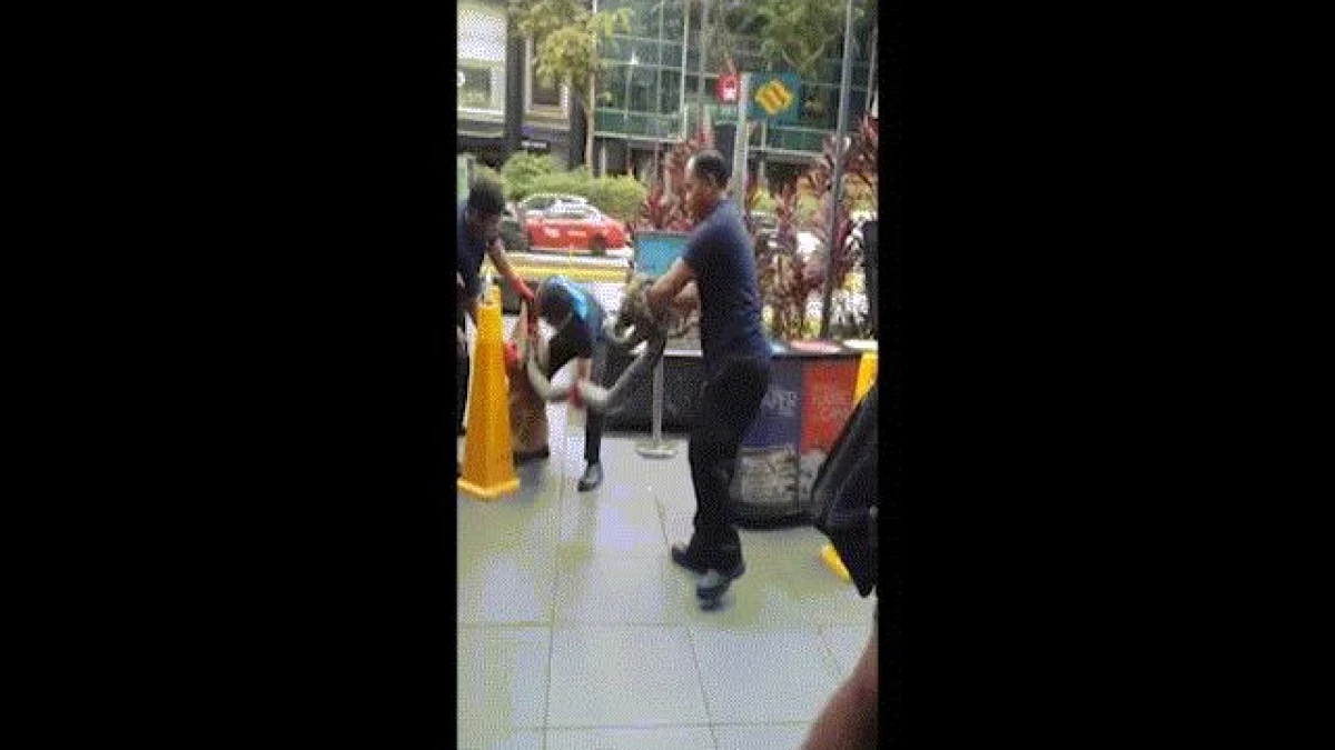 Video trăn khổng lồ vật người ra giữa phố Singapore