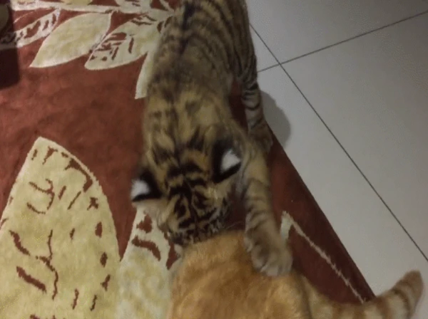 Video: Hổ và mèo thực ra không quá khác biệt