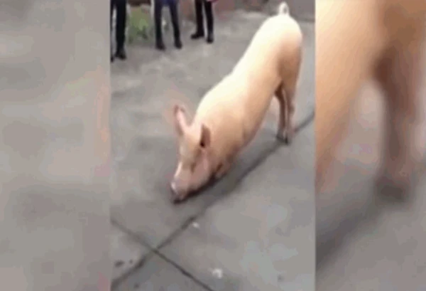Video: Chú lợn quỳ gối hàng tiếng đồng hồ trước cổng chùa