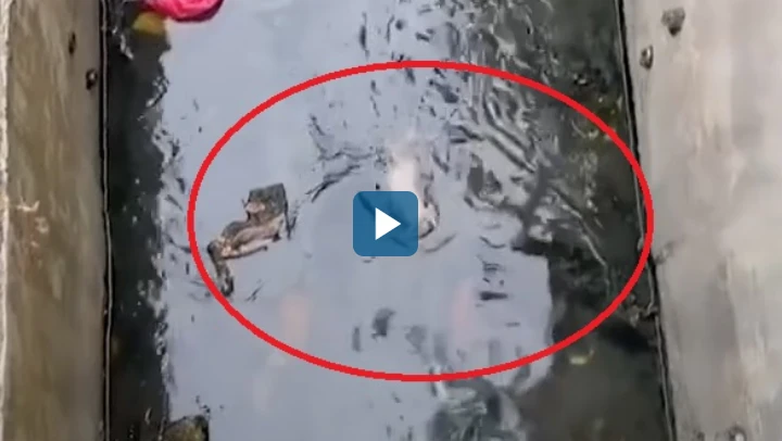 Video :Giải cứu chó sơ sinh rơi xuống hào nước