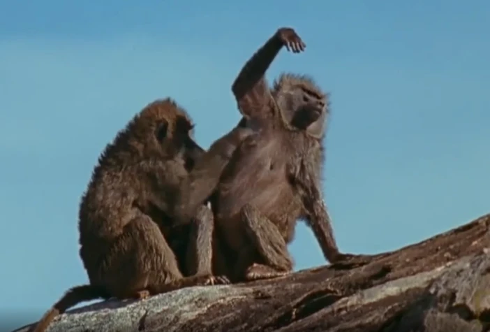 Video: Bầy sư tử xâu xé khỉ đầu chó, chỉ vài giây đã "diệt gọn" con mồi