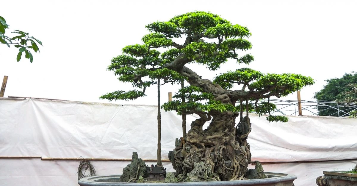 Video: Siêu cây "độc long kim cương" triệu đô của đại gia Hưng Yên