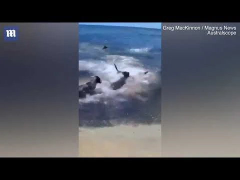 Video: Đàn chó lao xuống biển đùa giỡn với "sát thủ đại dương"