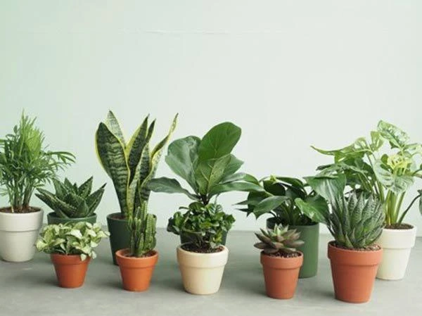 Video: Cây cảnh phong thủy cho 12 con giáp phát tài vượng lộc