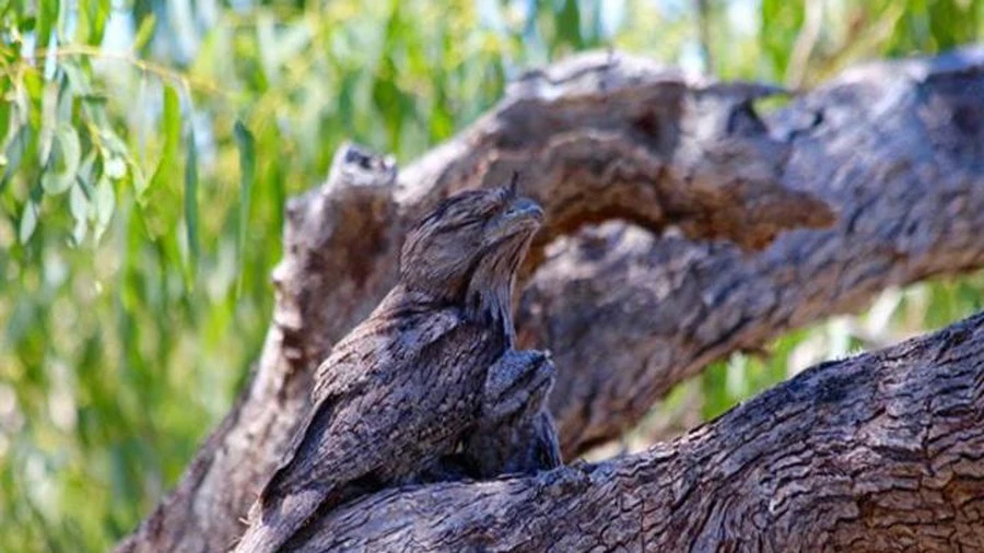 Video: Cú miệng ếch tinh ranh ngụy trang cành cây rồi đánh úp con mồi