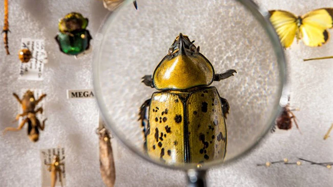 Video: Viễn cảnh thế giới bị diệt vong khi côn trùng biến mất