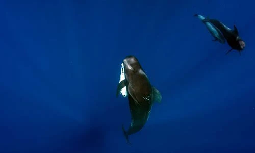 Video: Con chết, cá voi mẹ hành động khiến người xem phát khóc