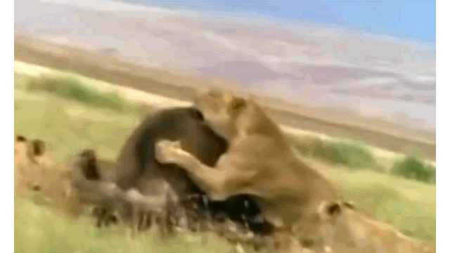 Video: Bị quật ngã, trâu rừng tung cú móc sườn đoạt mạng sư tử