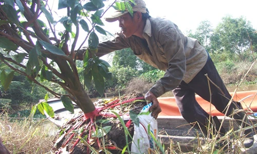 Những "nghệ nhân" bứng mai Tết kiếm tiền triệu mỗi ngày ở Sài Gòn
