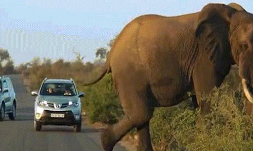 Video: Voi khổng lồ tập yoga trên đường, gây ác tắc giao thông