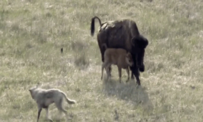 Video: Bò rừng chiến đấu quật cường với bầy sói để bảo vệ con