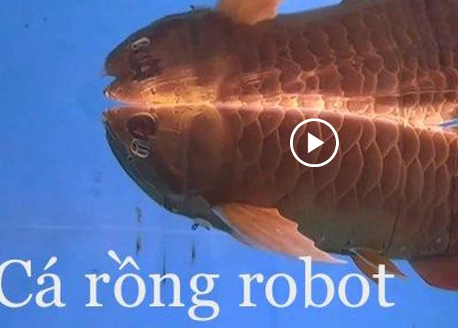 Video: Trung Quốc chế tạo cá rồng robot, vừa thả thuỷ cung vừa trinh sát quân sự