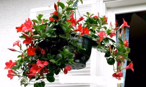 Nhà nhỏ nên trồng những loại cây leo xanh mát, đẹp mộng mơ này!