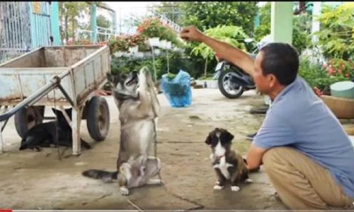 Video: Thật như đùa ở miền Tây: Chó biết lạy, xin tiền và làm toán!