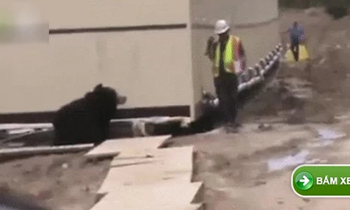 Video: Người đàn ông “chạy mất dép” khi gặp gấu giữa đường