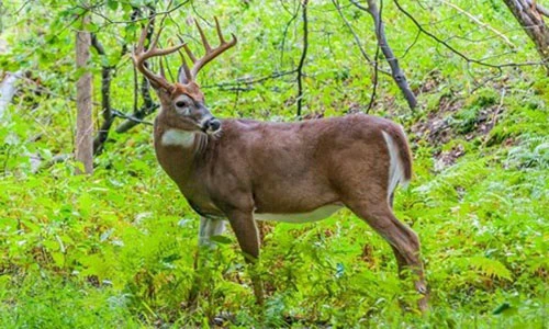 Video: Kết cay đắng của “nai vàng ngơ ngác“