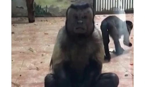 Video: Khỉ mặt giống hệt người khiến khách tham quan ngỡ ngàng