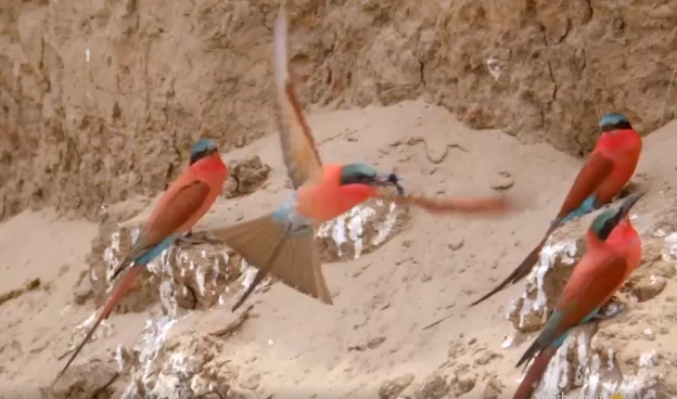 Video: Loài chim đập nát vòi ong trước khi nuốt