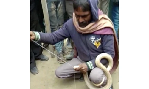 Video: Cái kết thảm của người đàn ông khâu mồm hổ mang chúa