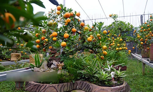 Video: Mê mẩn vườn quất cần thăng sắp "cháy hàng" trước Tết ở Hà Nội