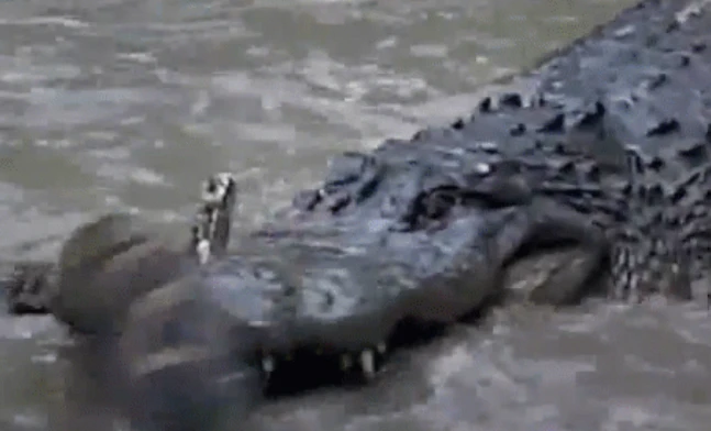 Video: Màn đụng độ giữa cá sấu và trăn khủng