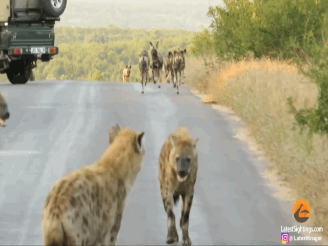 Video: Chó hoang dàn hàng “nghênh chiến” linh cẩu giữa đường