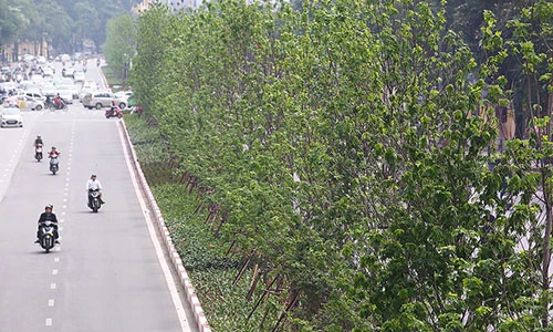Video: Hàng cây lá phong mới trồng trổ lá xanh mướt trên phố Hà Nội