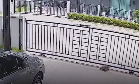 Video: Chú rùa tinh ranh tự mở cổng để ra đường chơi