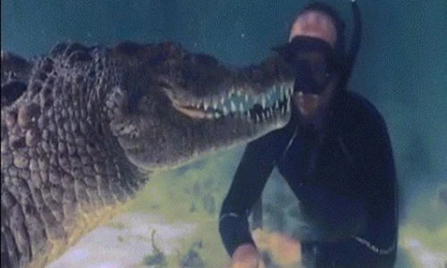 Video: Rợn người cảnh thợ lặn đối đầu với cá sấu khổng lồ ở Mexico