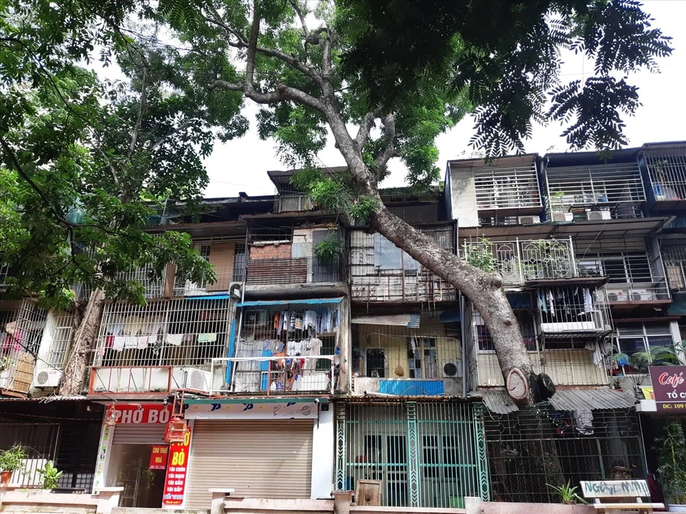 Mùa mưa bão, dân lo nơm nớp với cổ thụ mọc xuyên mái nhà ở khu tập thể cũ