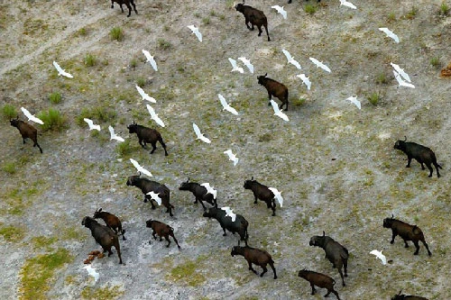 Mê mẩn trước chùm ảnh đẹp về động vật hoang dã ở châu Phi