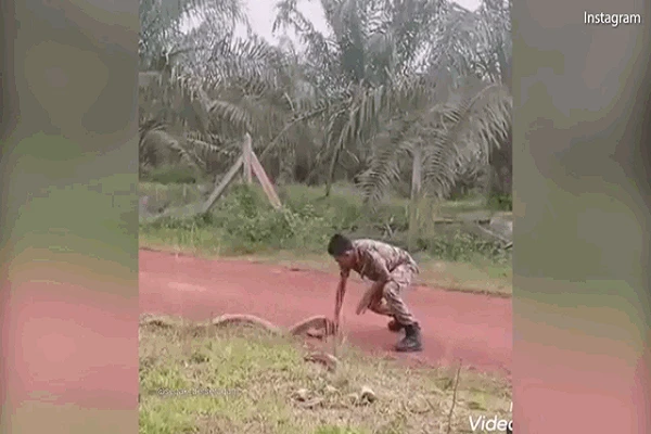 Video: Chàng quân nhân tay không đả bai hổ mang chúa siêu khủng