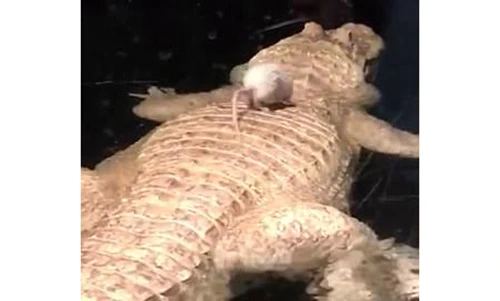 Video: Chuột tìm mọi cách trốn thoát khỏi cá sấu bạch tạng