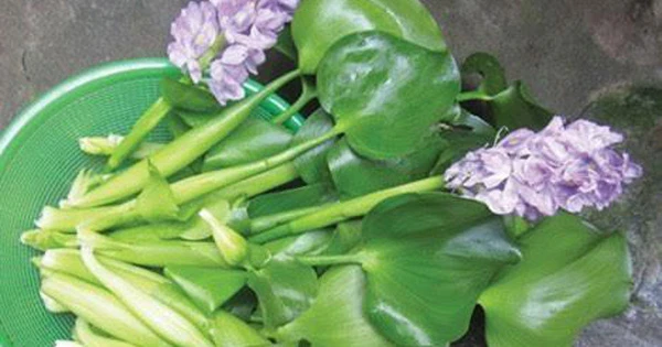 Bèo tây từ thức ăn cho gia súc “biến” thành hàng xuất ngoại đắt giá