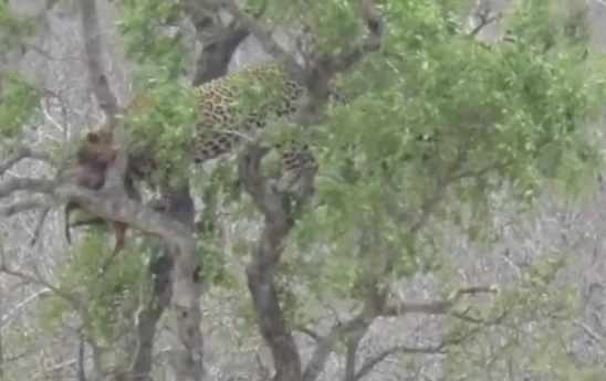 Video: Sư tử suýt gặp họa vì trèo cây cướp mồi báo đốm