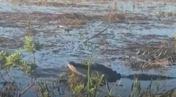 Video: Khoảnh khắc cá sấu bất ngờ đớp drone