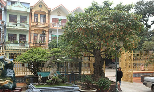 Kỳ lạ “cụ” lộc vừng “chửa” to bất thường giá 7 tỷ đồng Phú Thọ