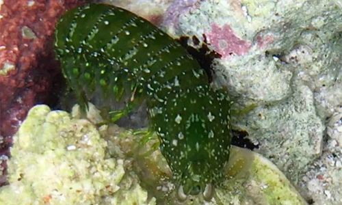 Không phải ai cũng được xem tôm có màu xanh rêu “nhảy” như thỏ