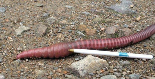 Giun đất con mới ra đời cũng có kích thước khá đồ sộ - khoảng 17cm.