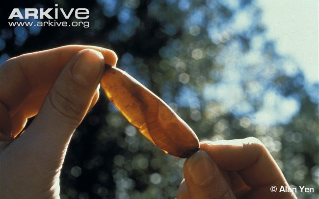 Mỗi lần sinh sản, giun mẹ chỉ đẻ duy nhất một quả trứng và đặt vào một cái kén màu nâu gần giống như màu vỏ đậu.