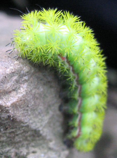 Lông gai trên lưng sâu bướm Lo Moth sẽ khiến người bị đốt cảm thấy cực kỳ đau đớn.